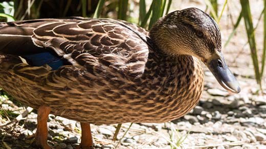 Drone hovering over the ground